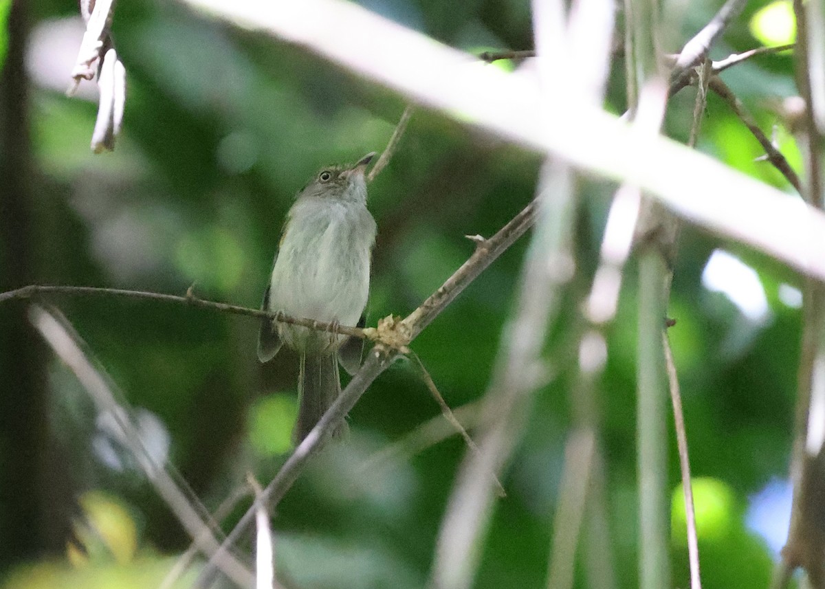 Helmeted Pygmy-Tyrant - ML617213747