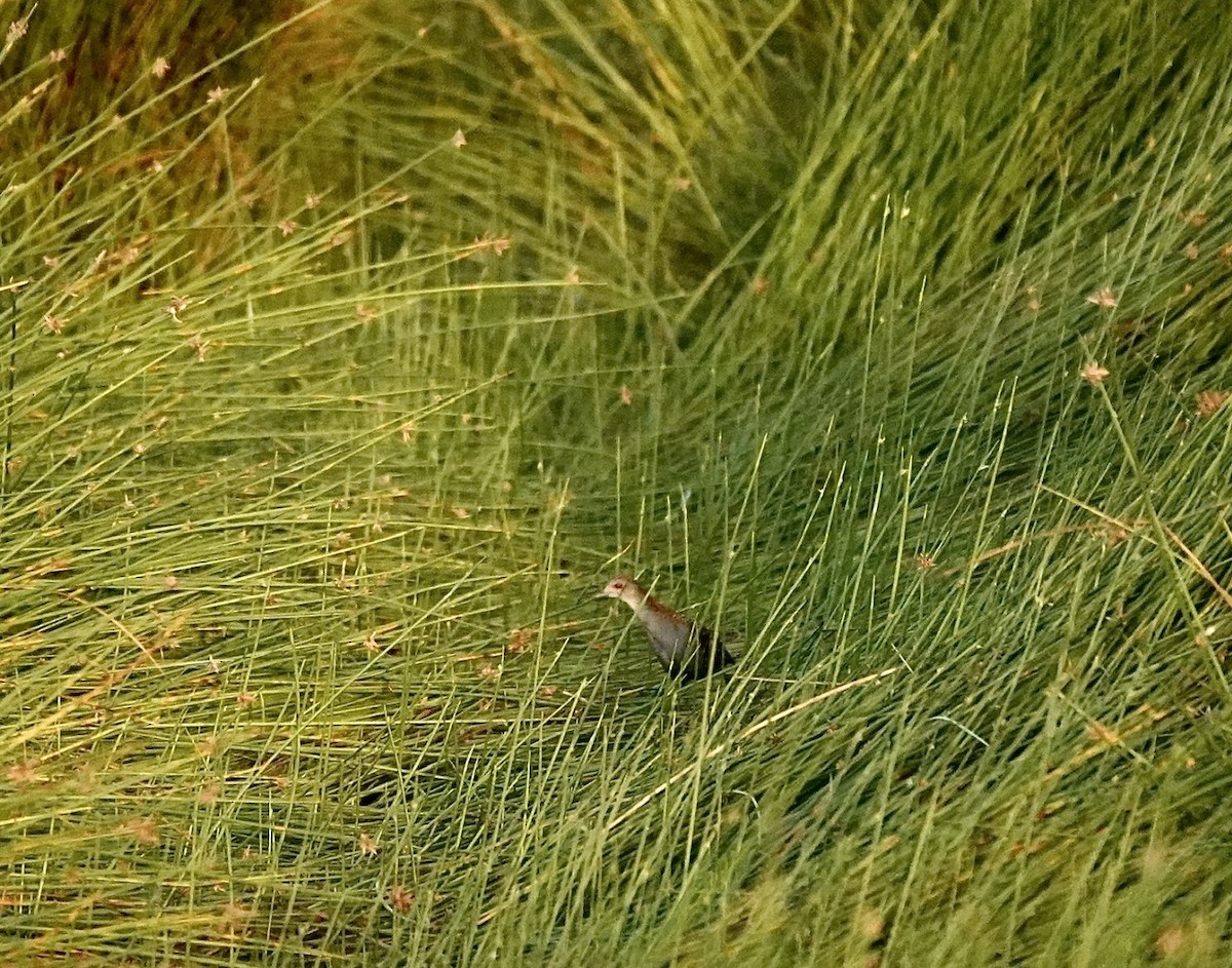 Baillon's Crake - ML617213871