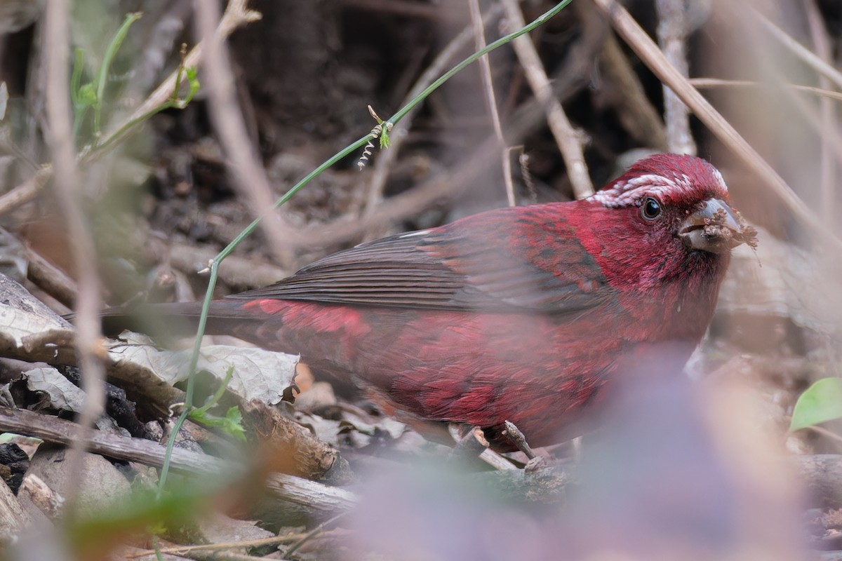 Vinaceous Rosefinch - ML617213908