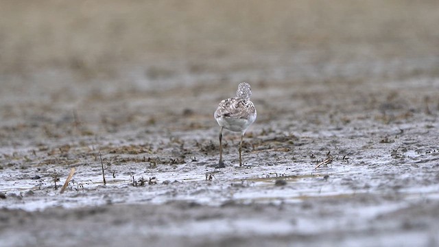 Common Greenshank - ML617213993