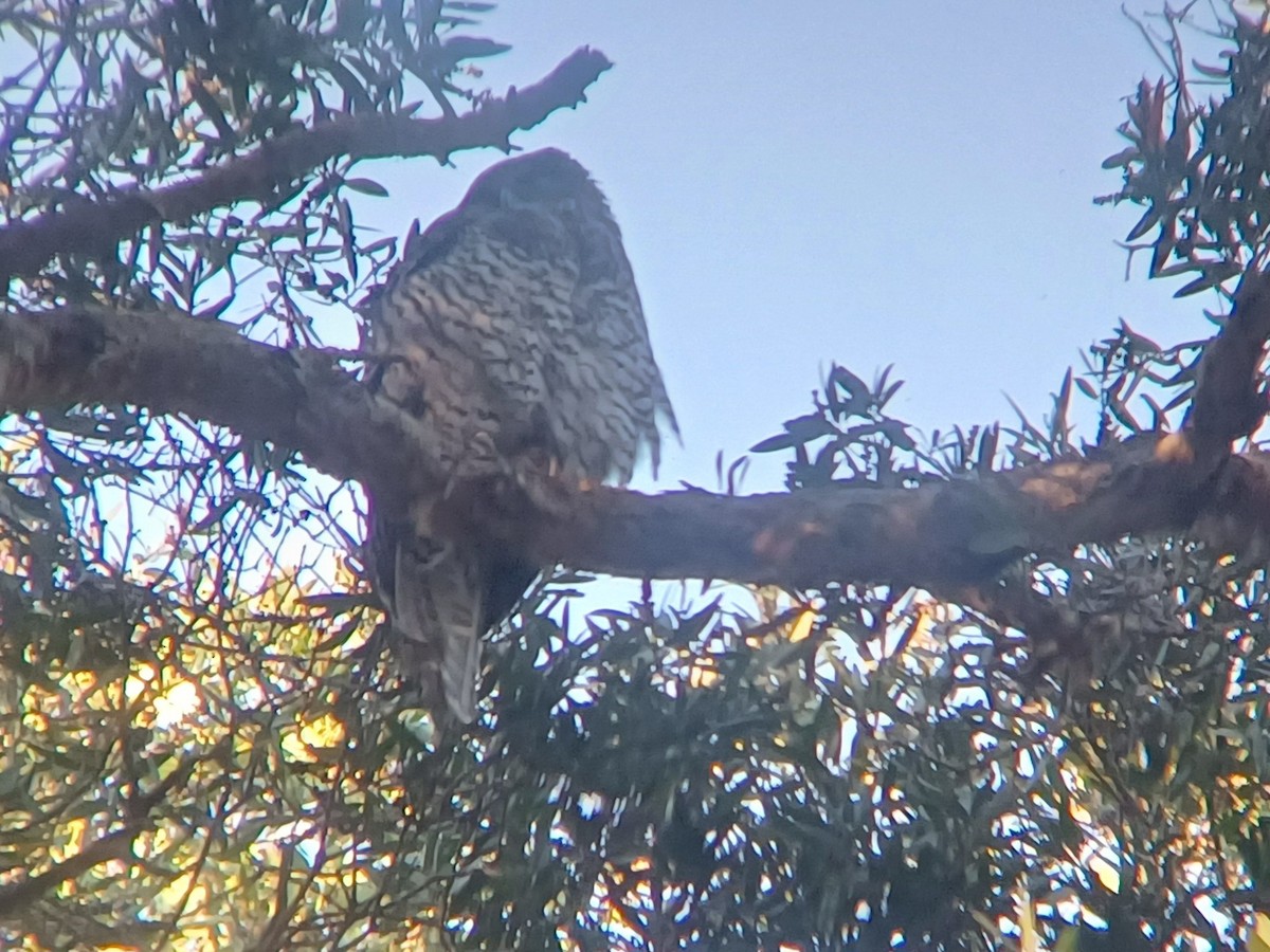 Powerful Owl - ML617214003