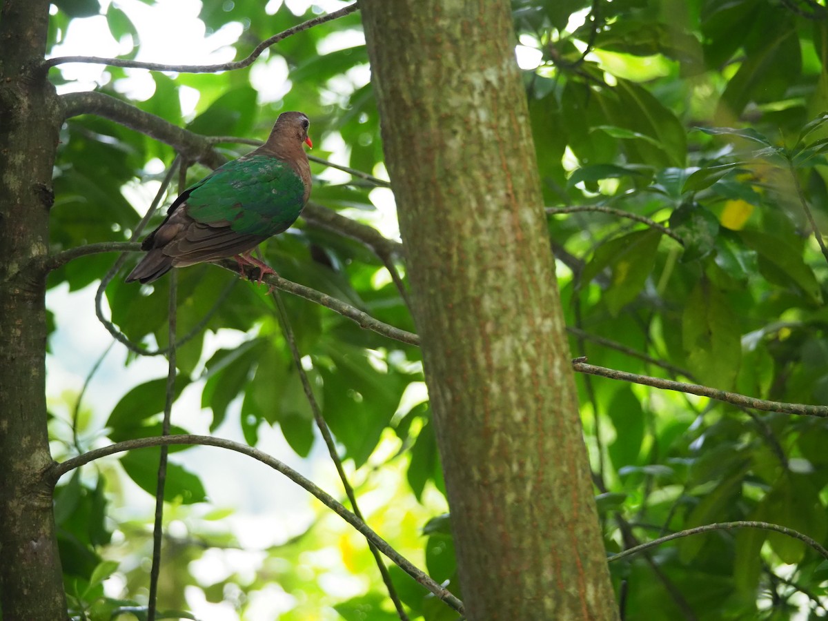 Asian Emerald Dove - ML617214005