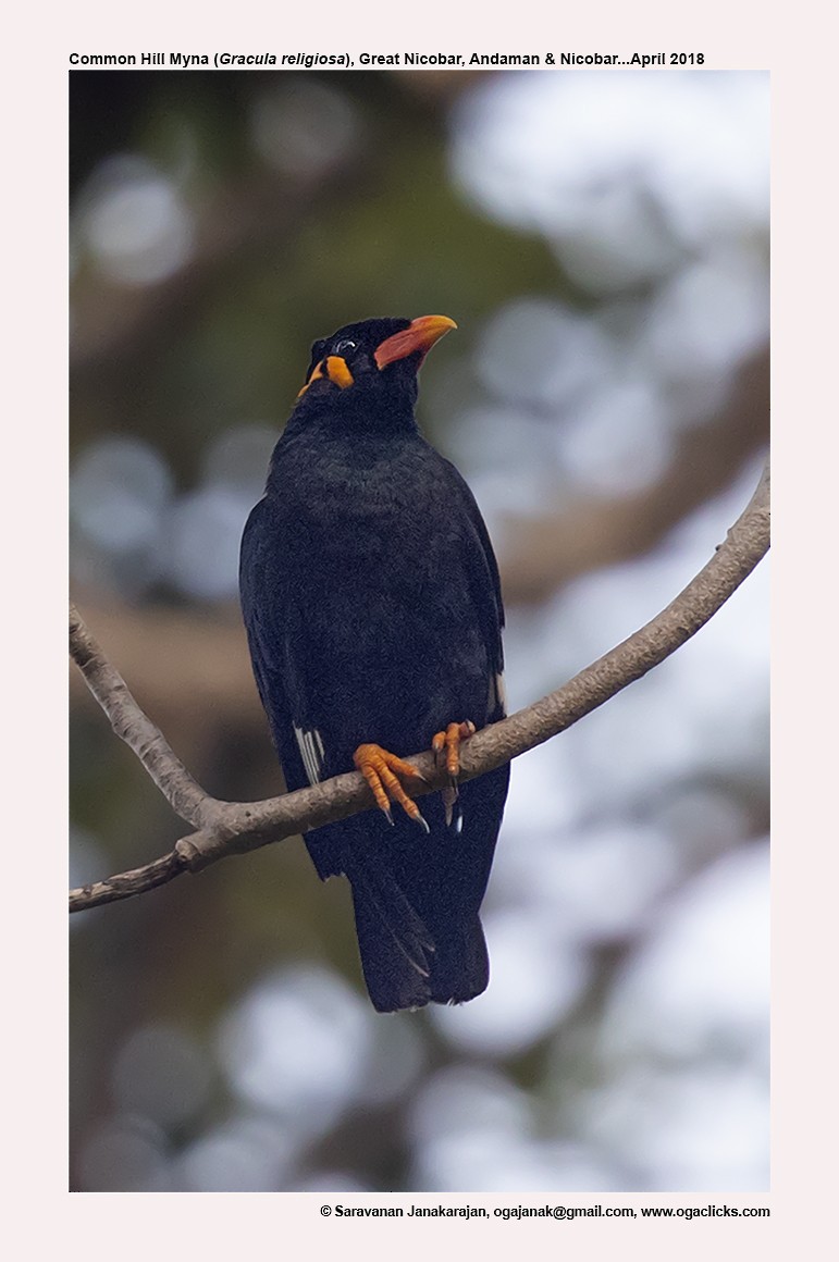 Common Hill Myna - ML617214006