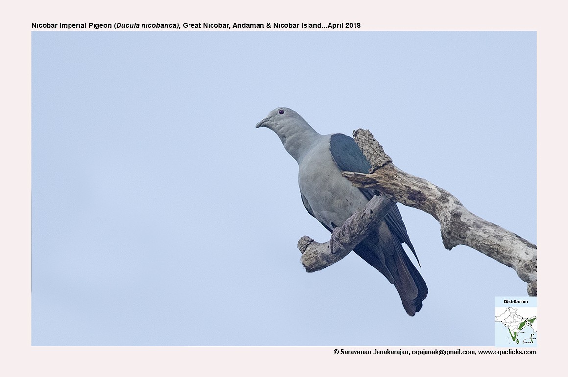 Nicobar Imperial-Pigeon - ML617214007