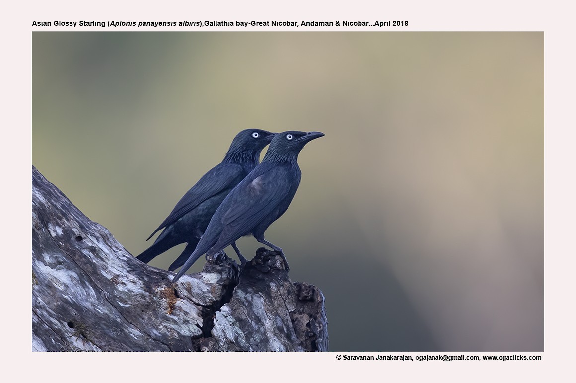 Asian Glossy Starling - ML617214011