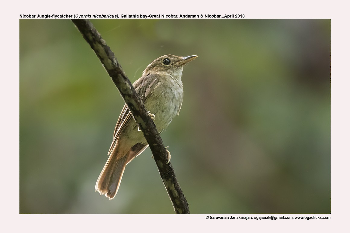 Nicobar Jungle Flycatcher - ML617214017