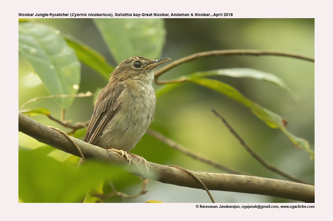 Nicobar Jungle Flycatcher - ML617214019