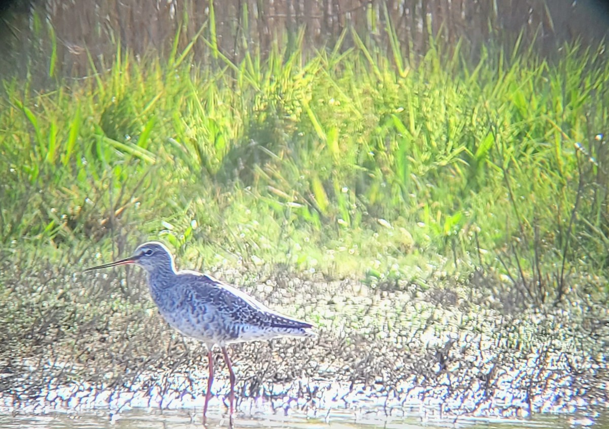 Spotted Redshank - ML617214081