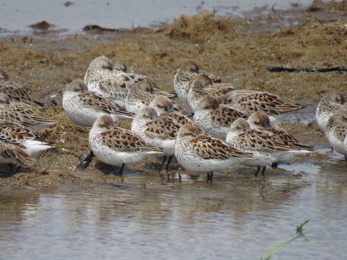 Western Sandpiper - ML617214092