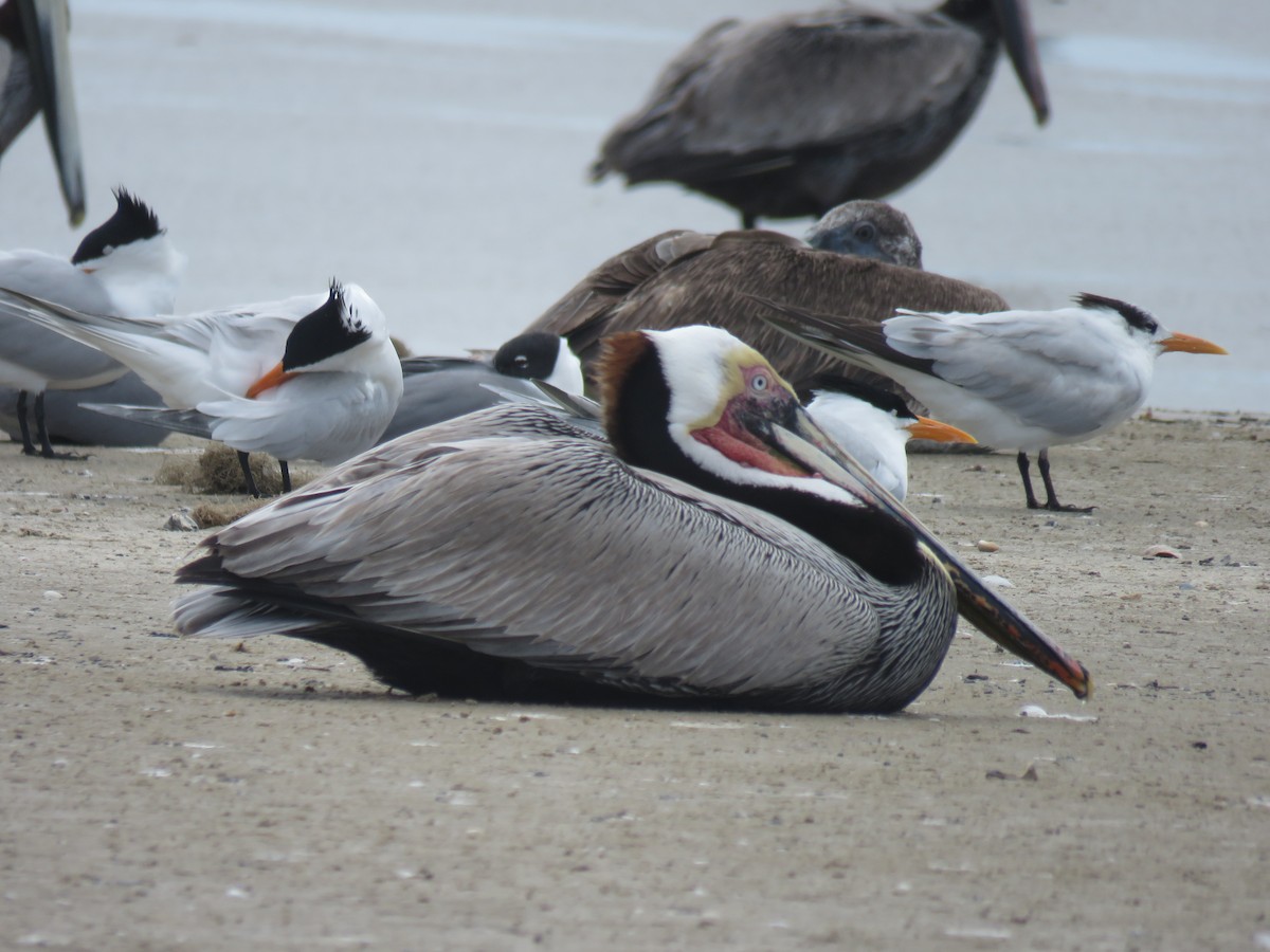 pelikán hnědý - ML617214113