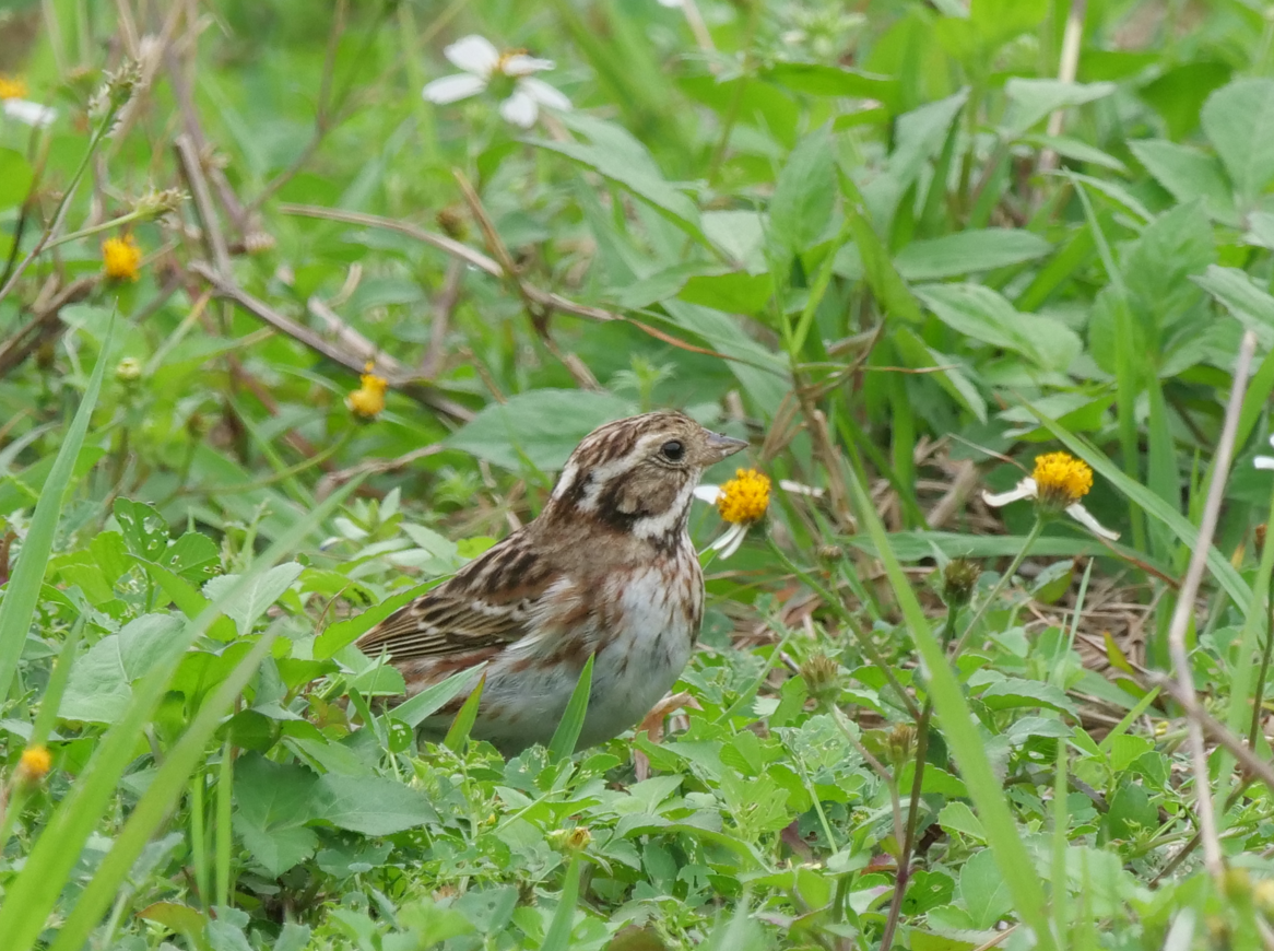 Rustic Bunting - Yulin Shen