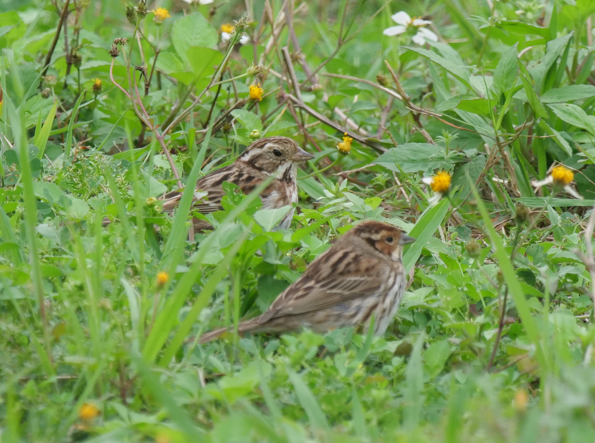 Rustic Bunting - Yulin Shen