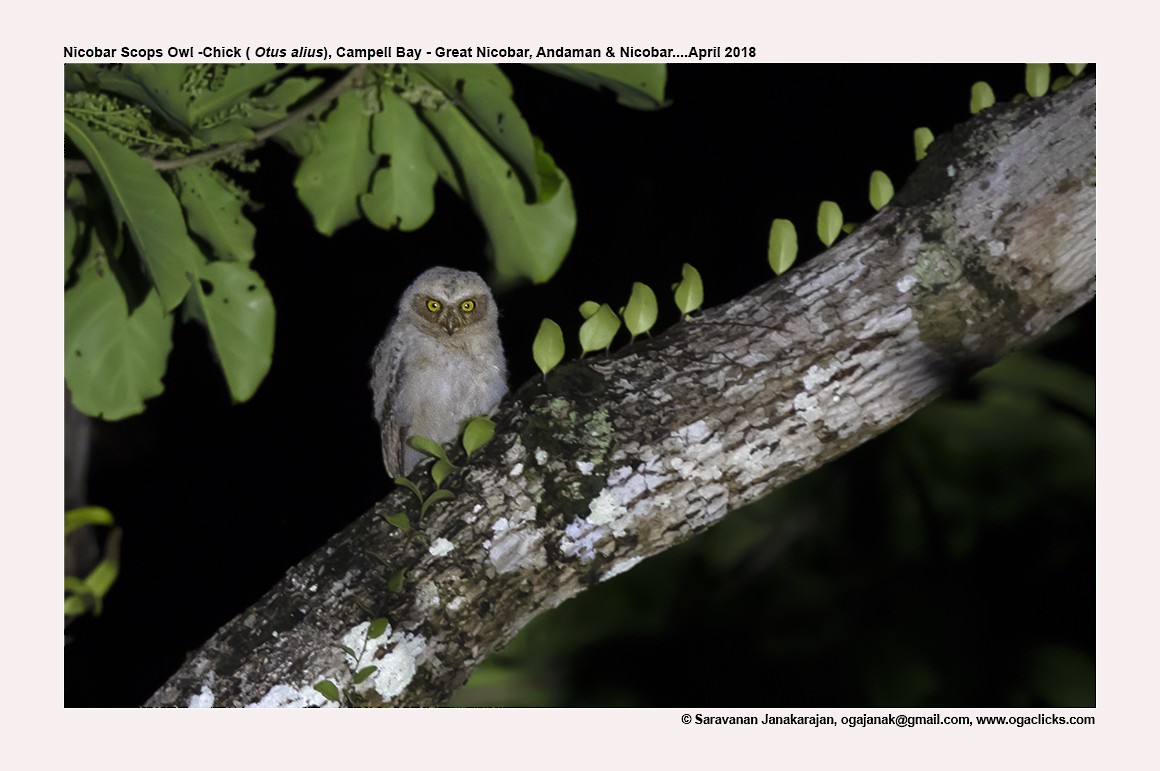 Nicobar Scops-Owl - ML617214149