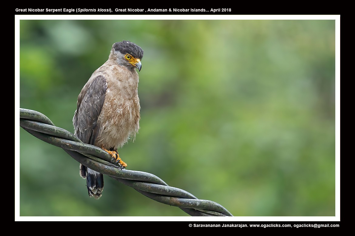 Nicobar Serpent-Eagle - ML617214151