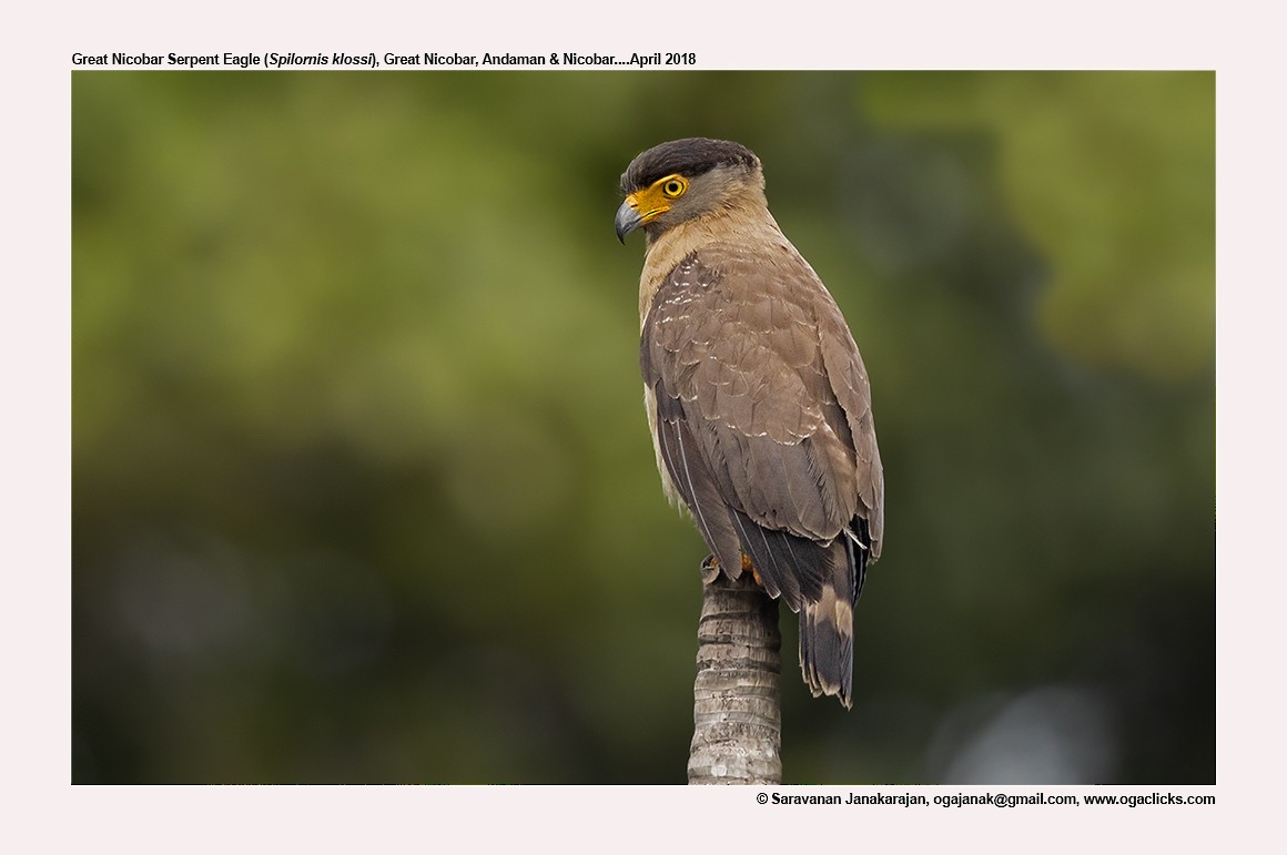 Nicobar Serpent-Eagle - ML617214190