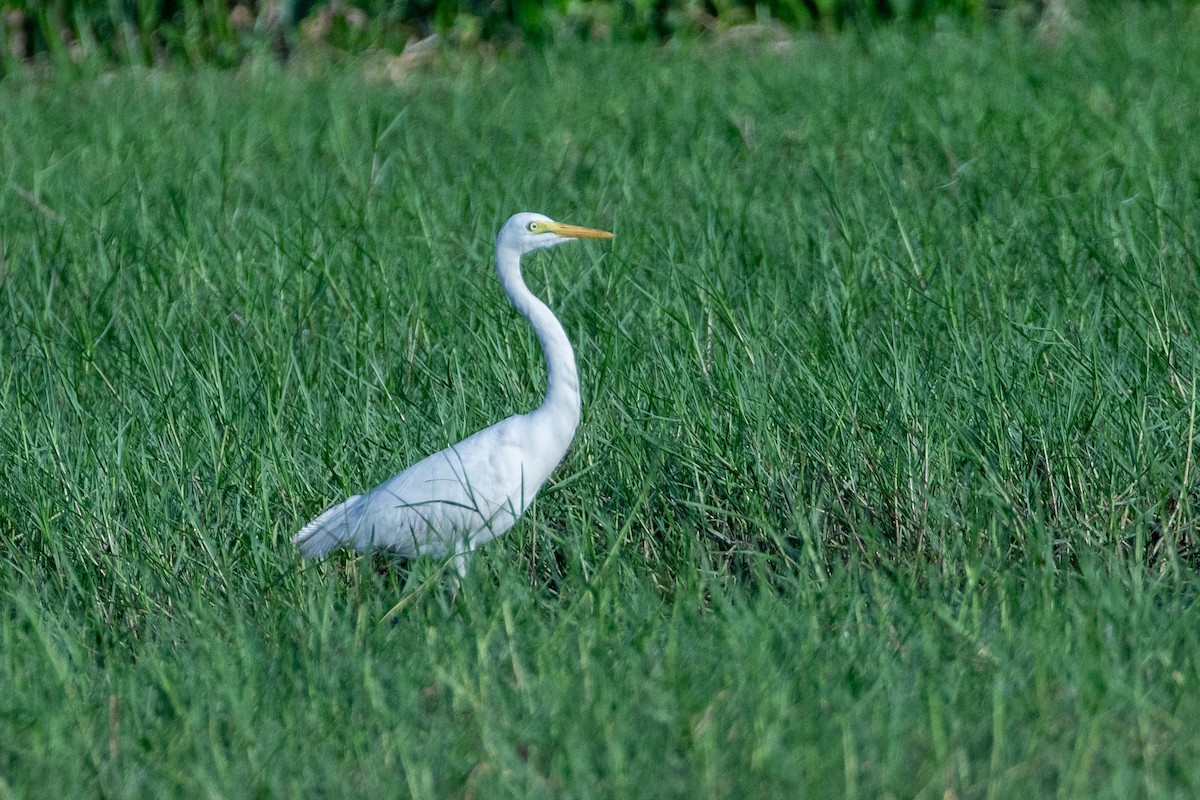 Yellow-billed Egret - ML617214193