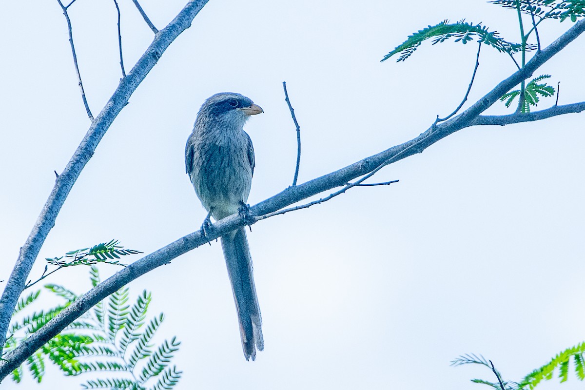 Yellow-billed Shrike - ML617214200