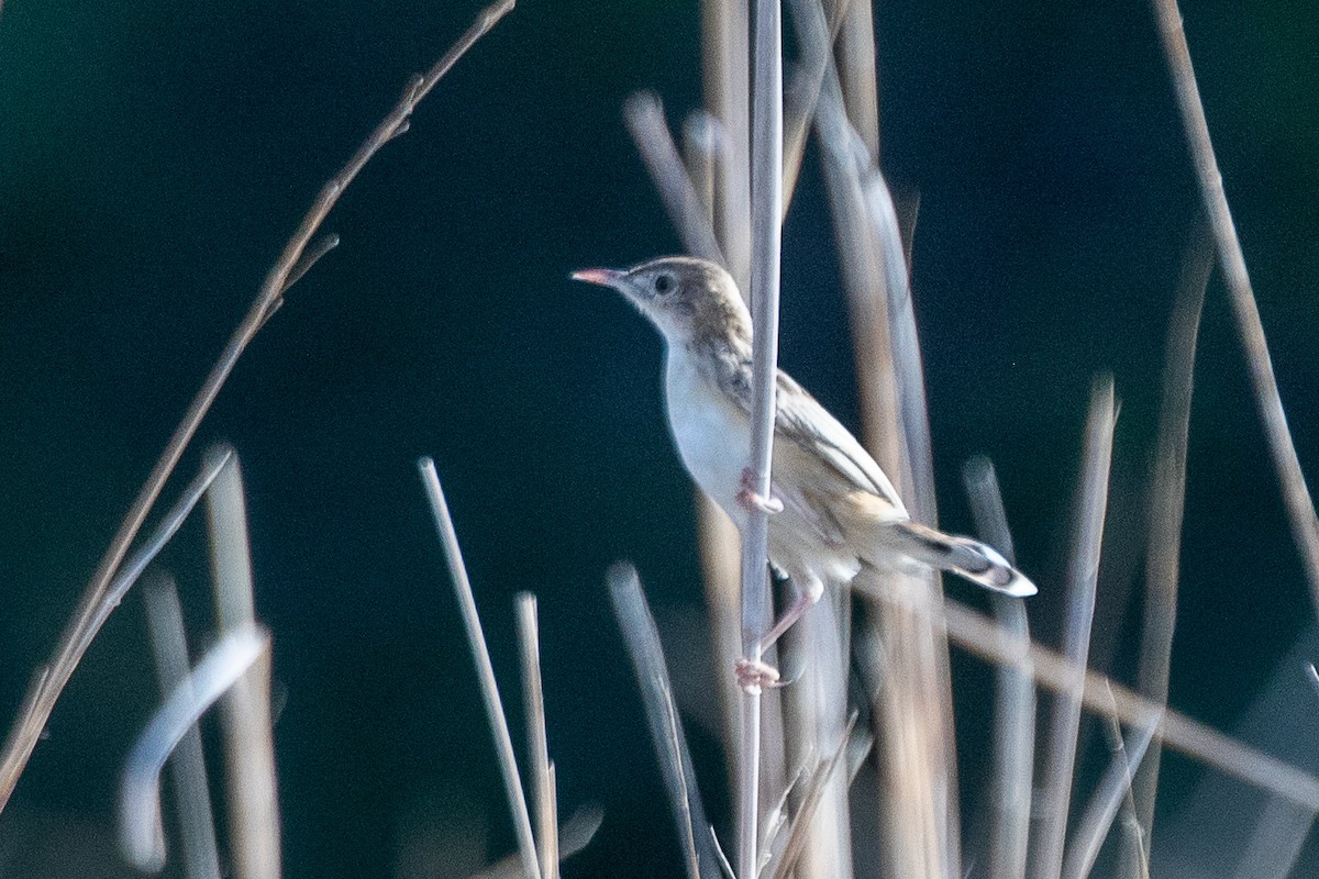 Zitting Cisticola - ML617214205