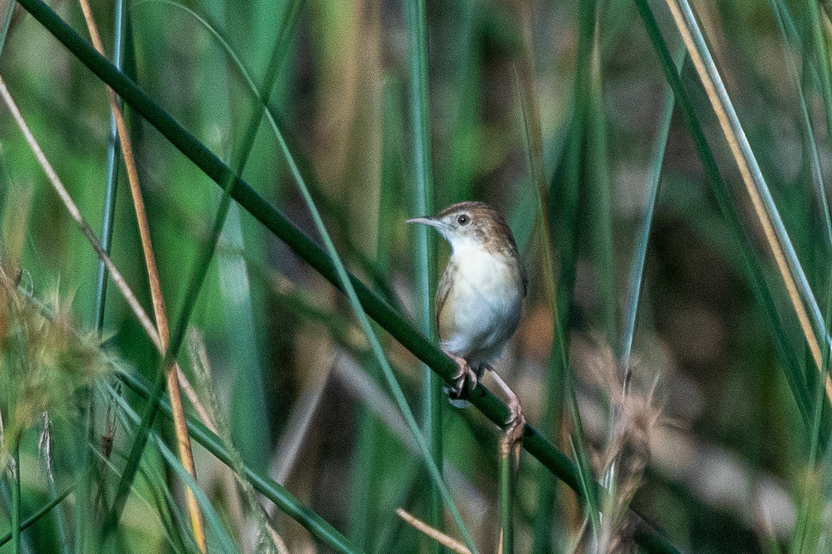 Zitting Cisticola - ML617214206