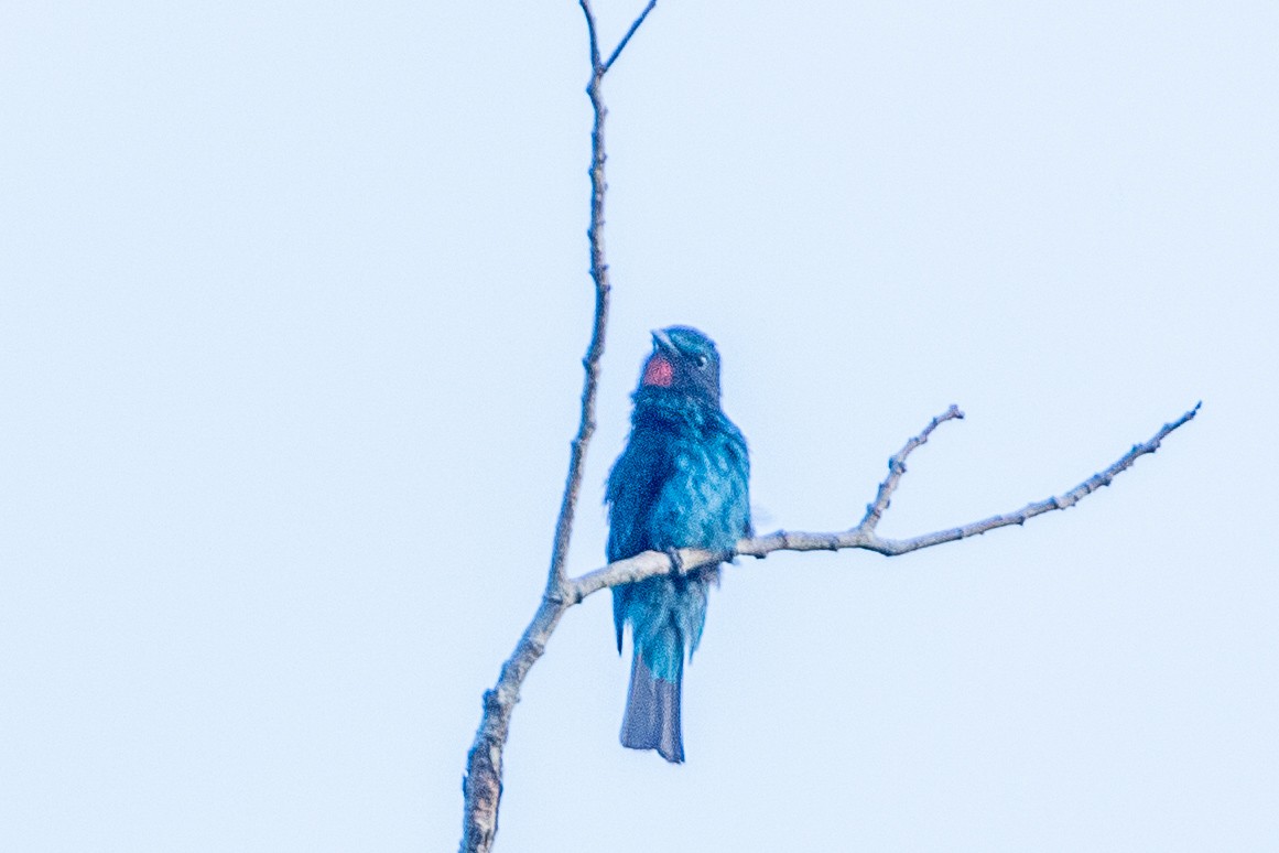 Black Bee-eater - ML617214209