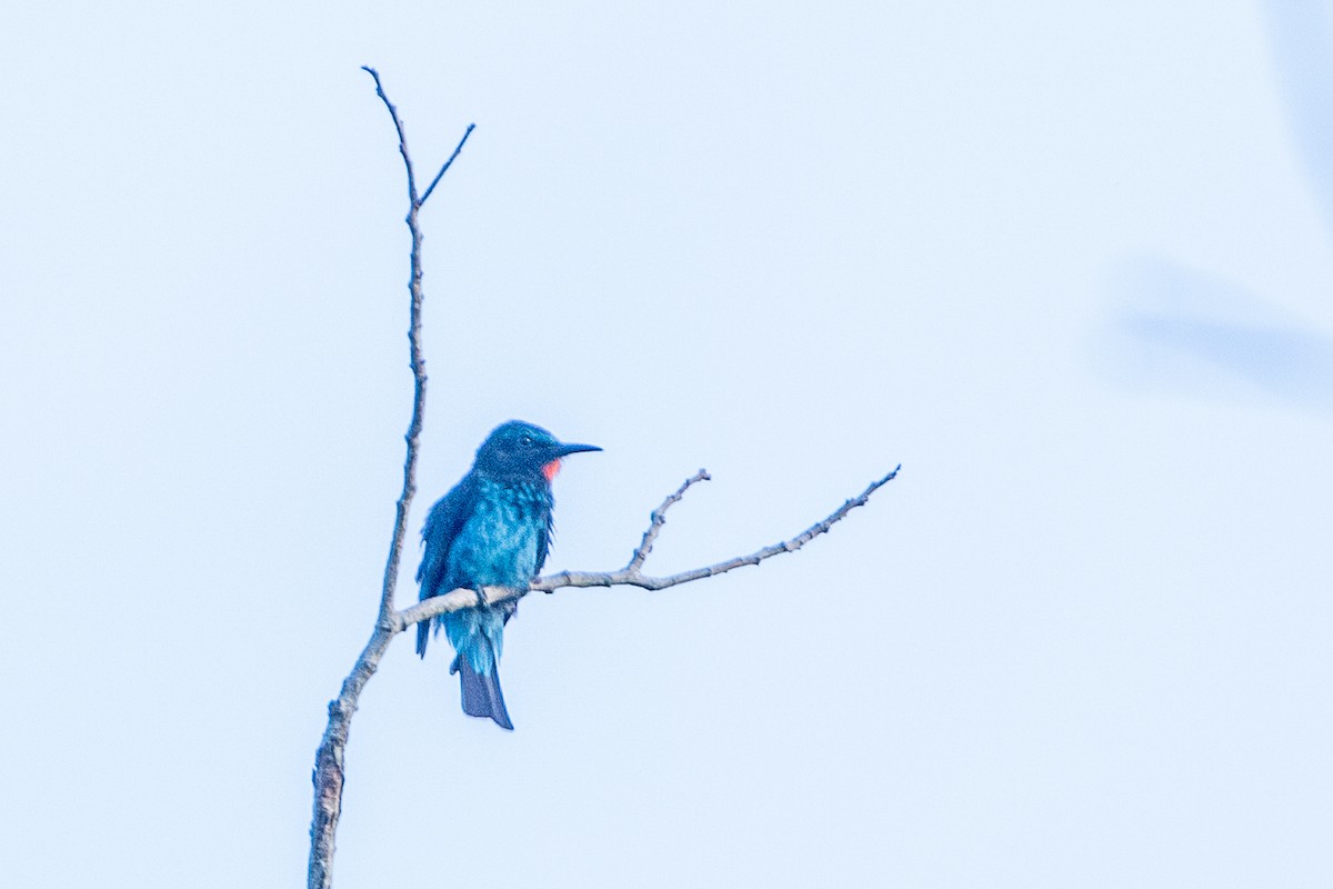 Black Bee-eater - ML617214210