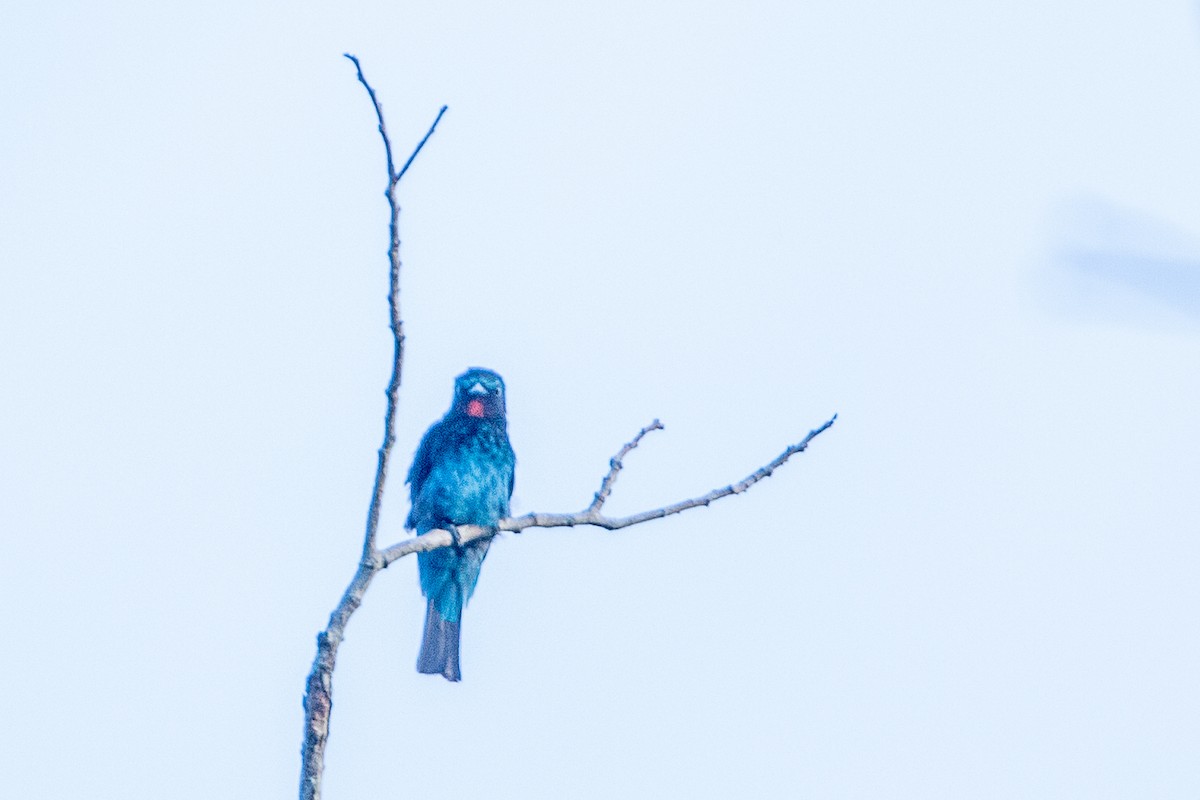 Black Bee-eater - ML617214211