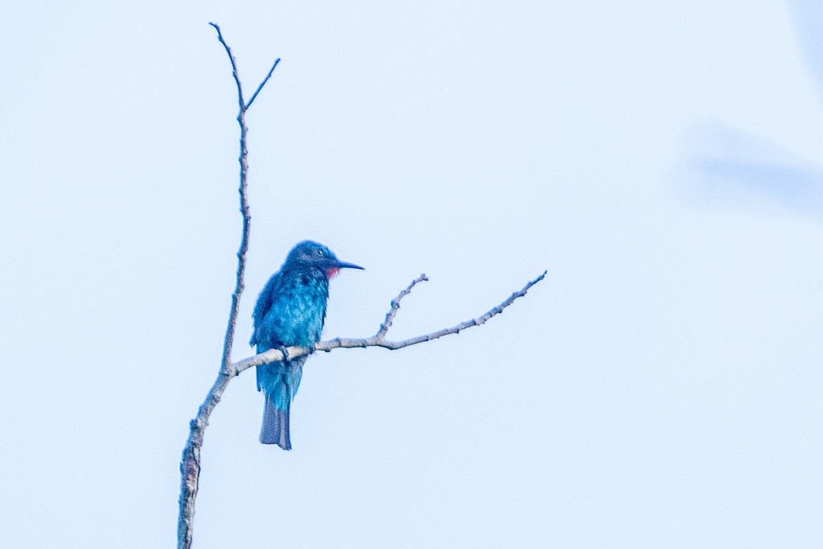 Black Bee-eater - ML617214212