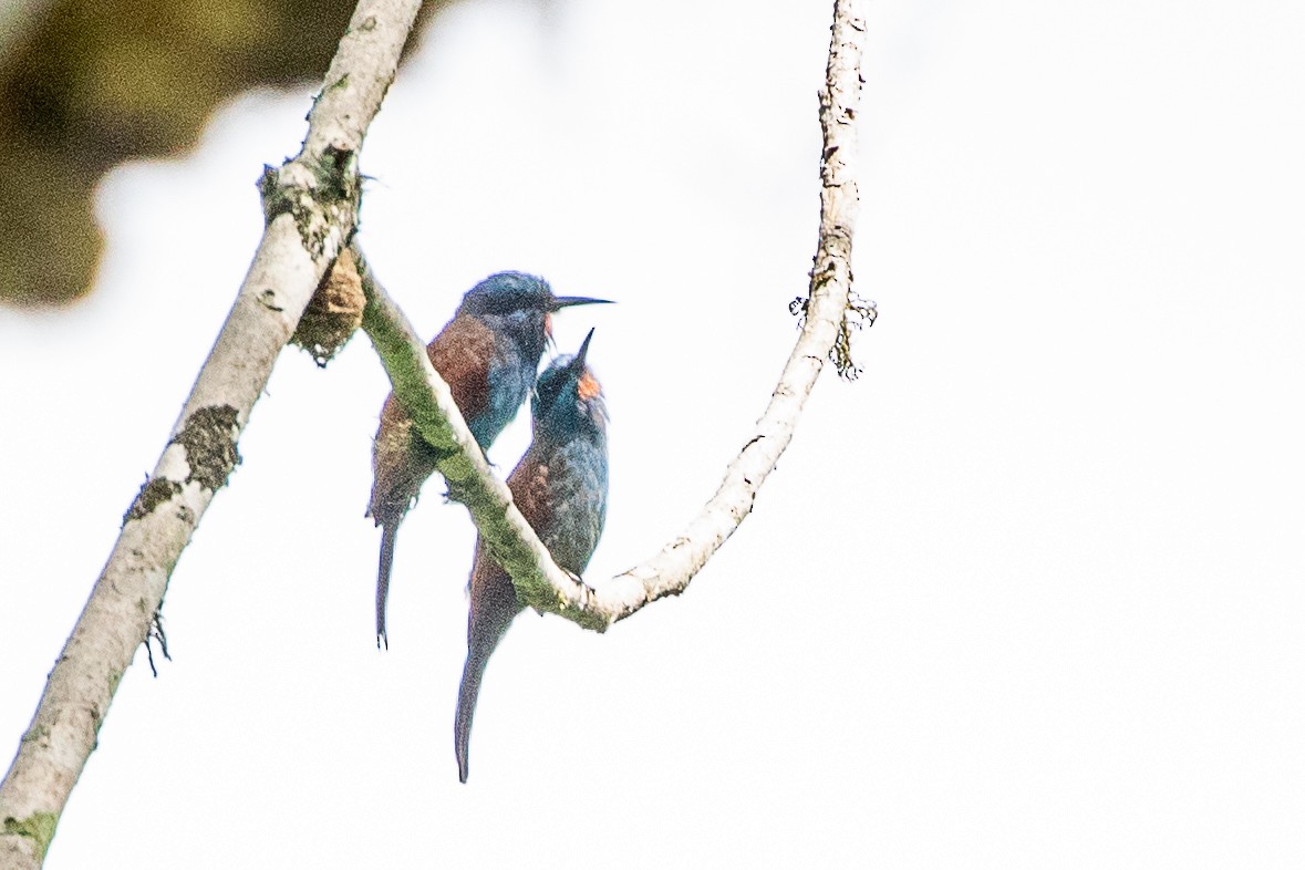 Blue-moustached Bee-eater - ML617214215