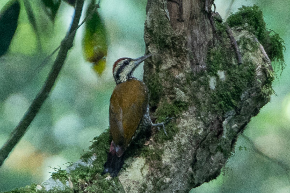 Fire-bellied Woodpecker - ML617214243