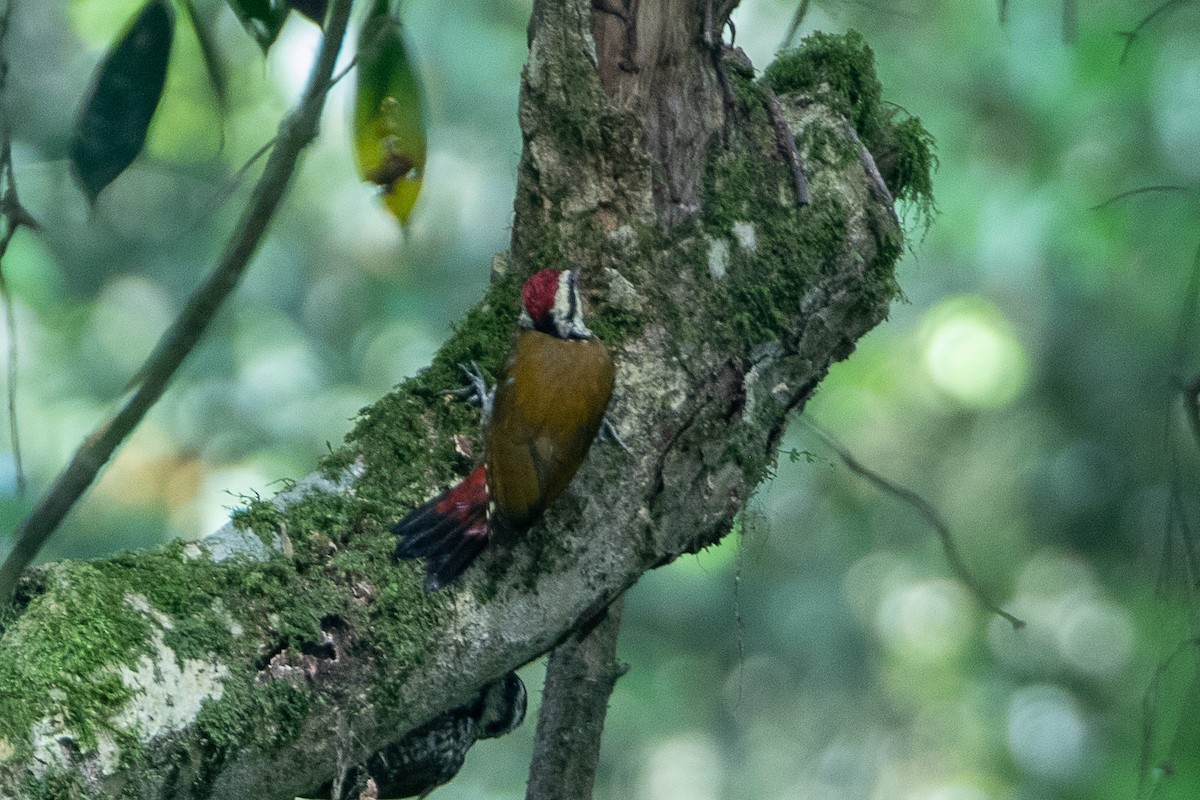 Fire-bellied Woodpecker - ML617214244