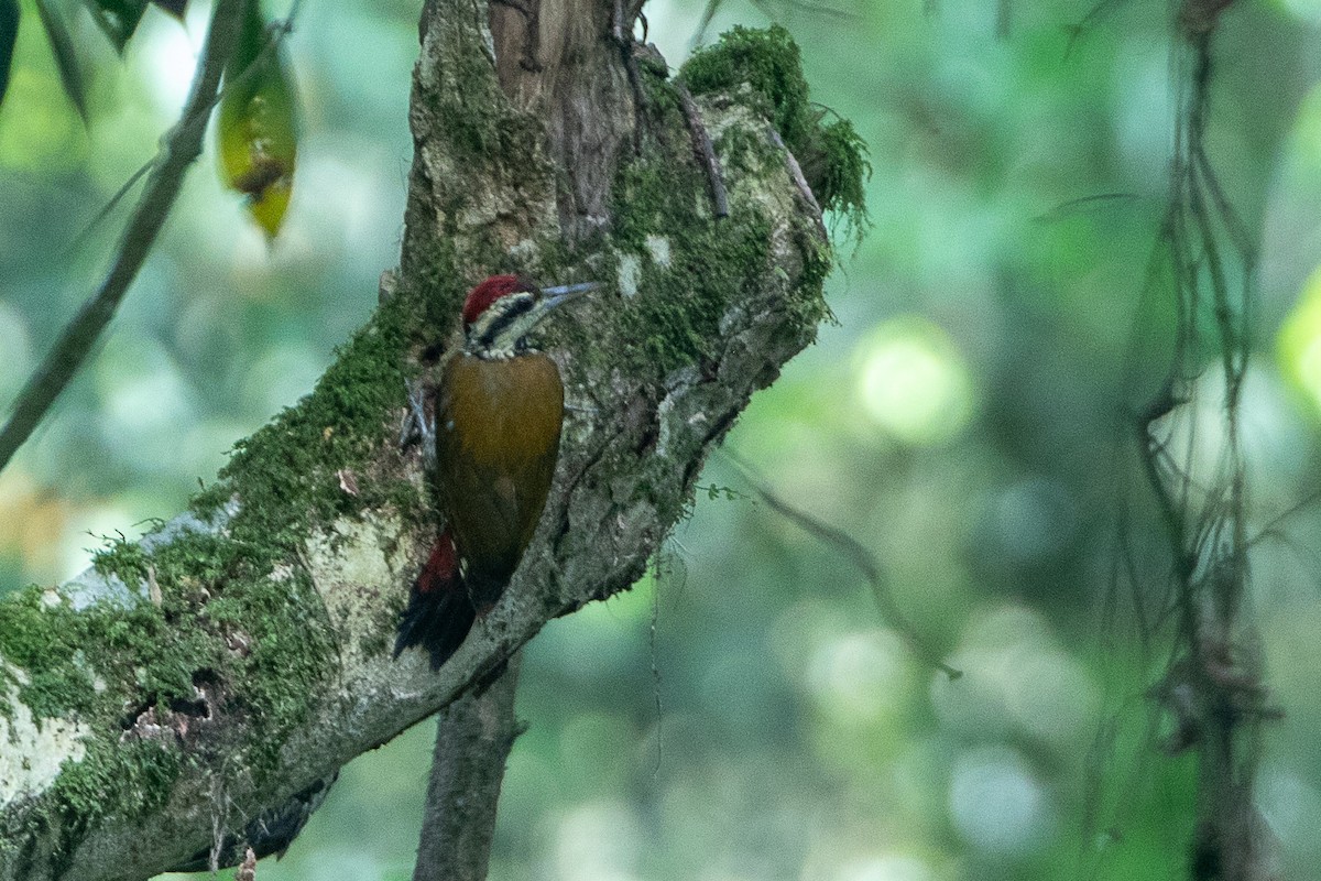 Fire-bellied Woodpecker - ML617214245