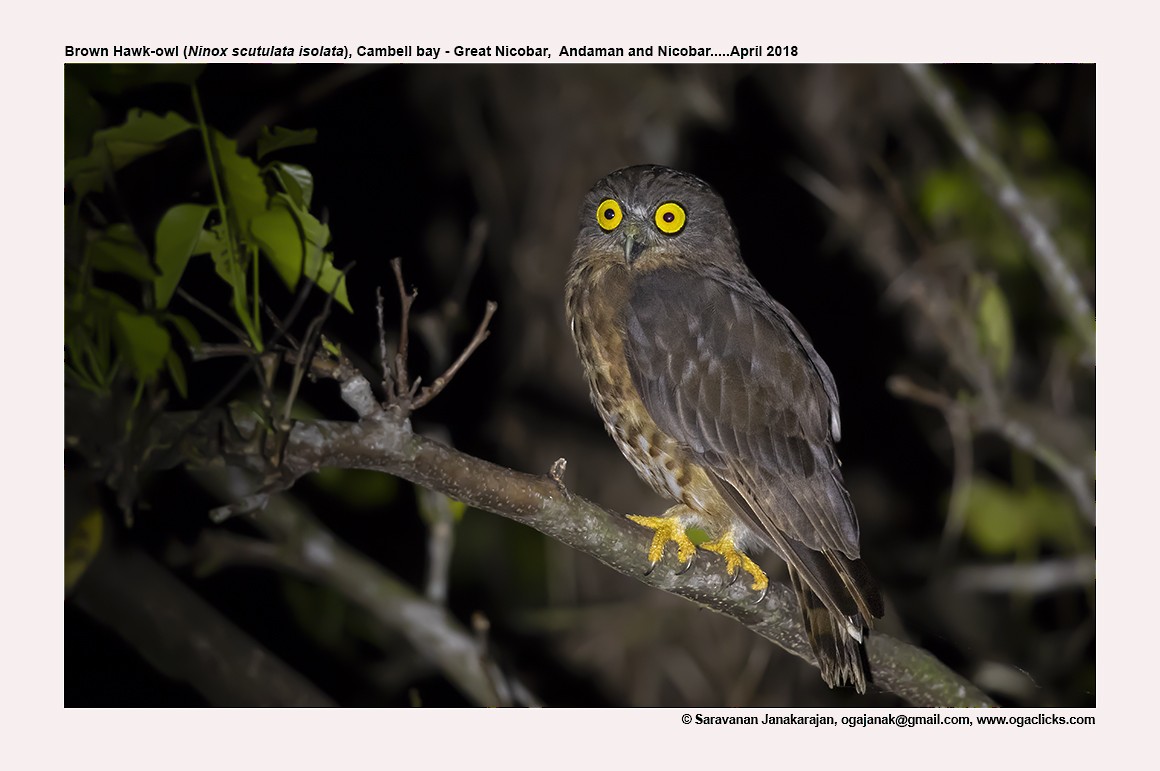 Brown Boobook - ML617214249