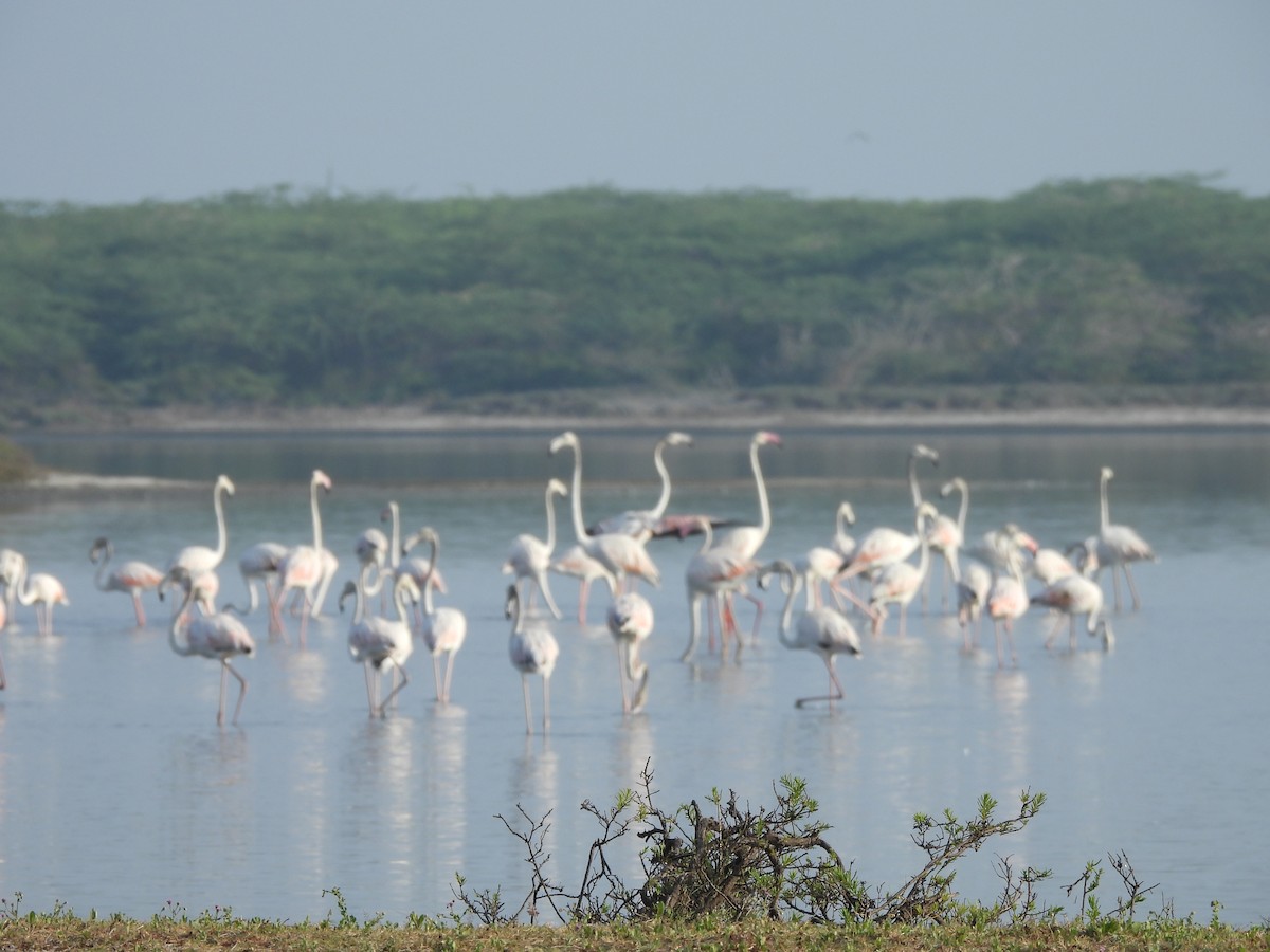 Greater Flamingo - Inuka Abayaratna