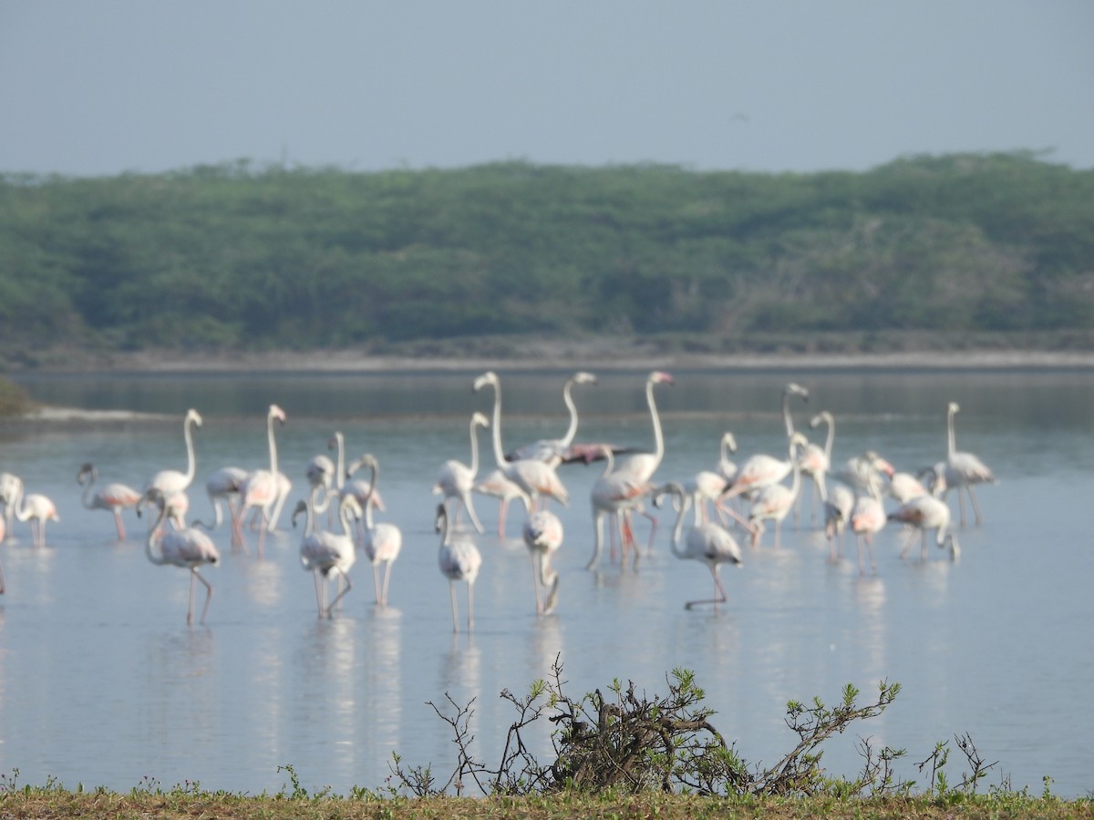 Greater Flamingo - ML617214300