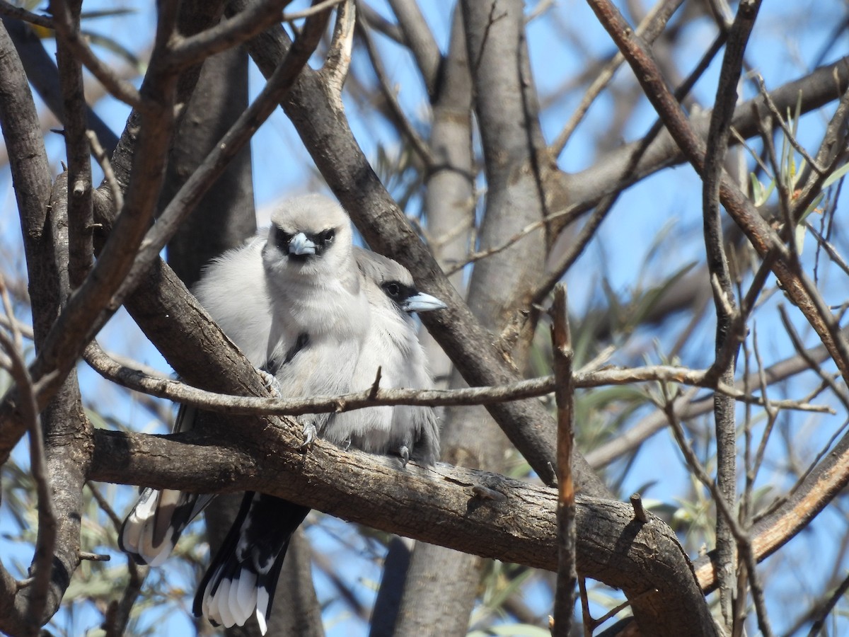 Black-faced Woodswallow - ML617214302