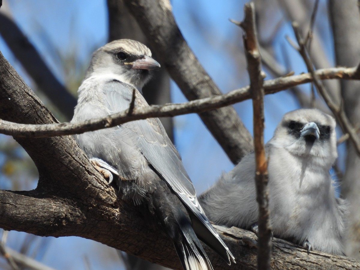 Black-faced Woodswallow - ML617214303