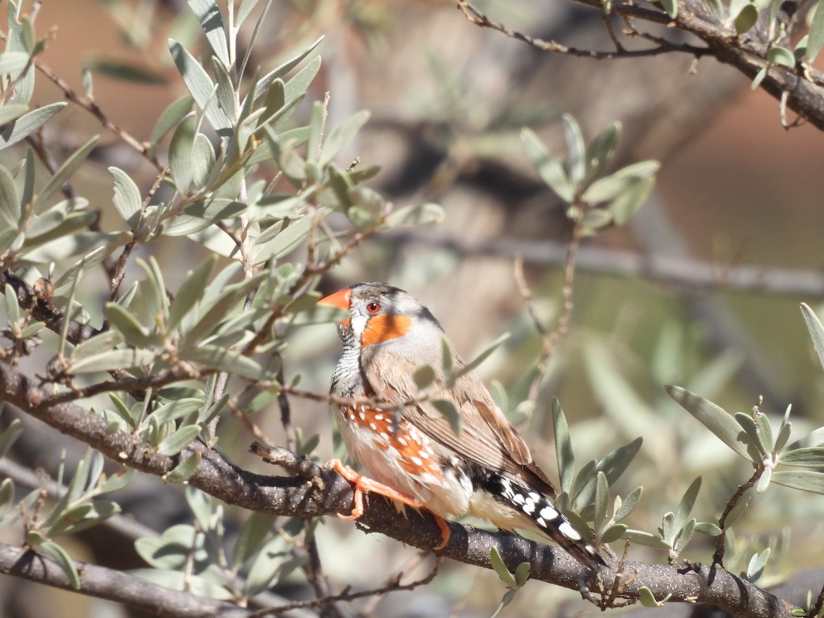 Zebra Finch - ML617214305