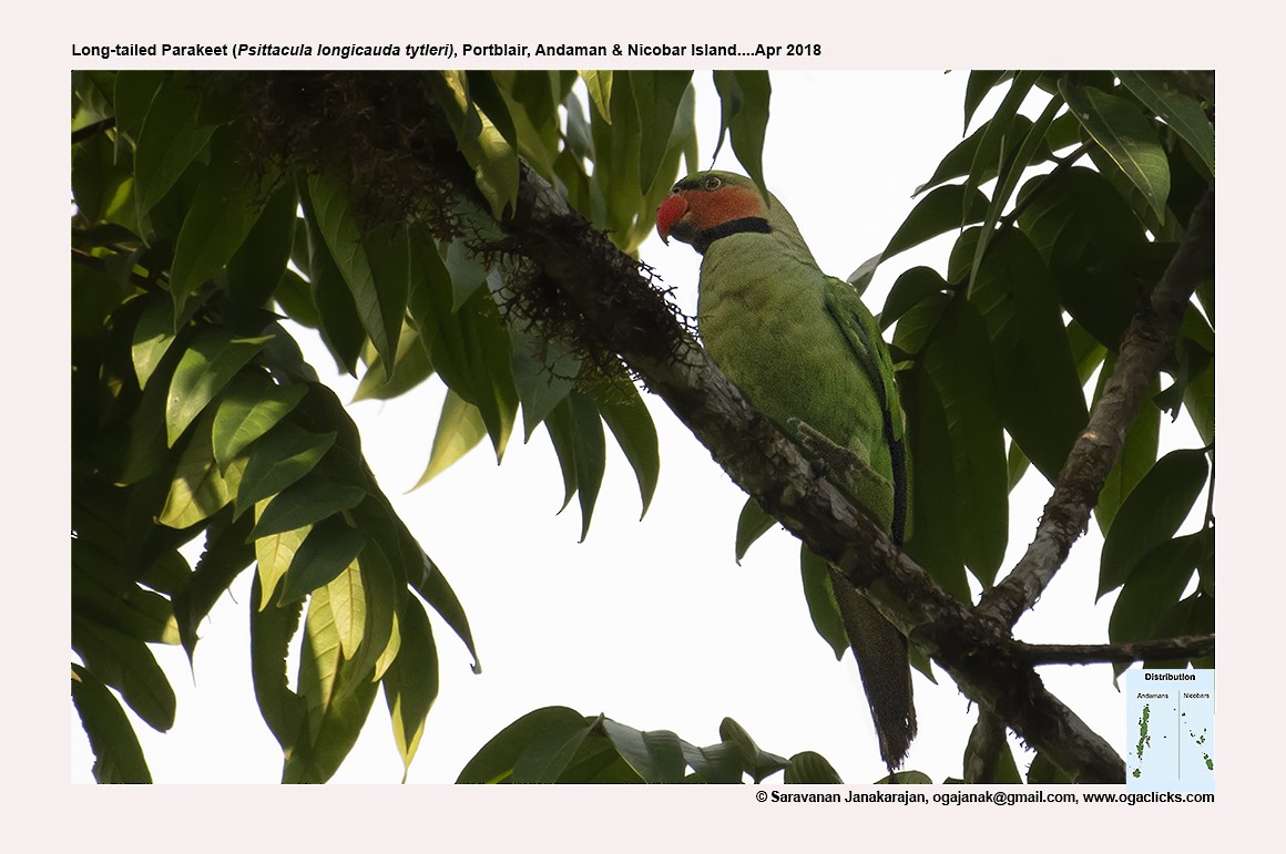 Long-tailed Parakeet - Saravanan Janakarajan