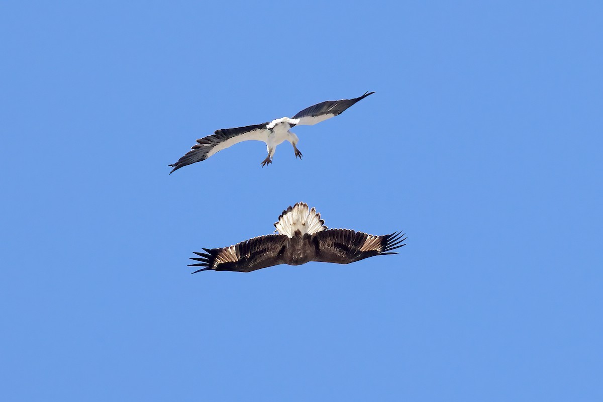 White-bellied Sea-Eagle - ML617214314