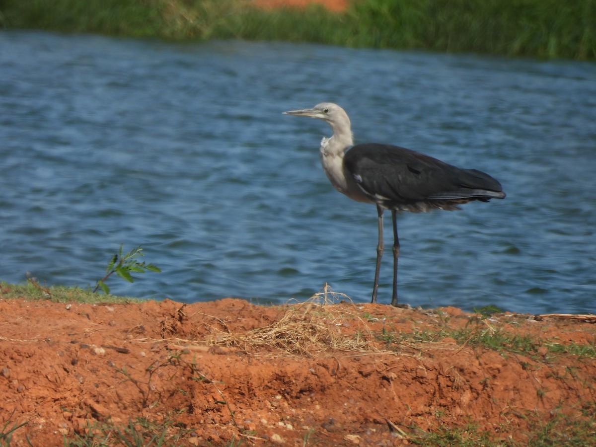 Pacific Heron - ML617214318