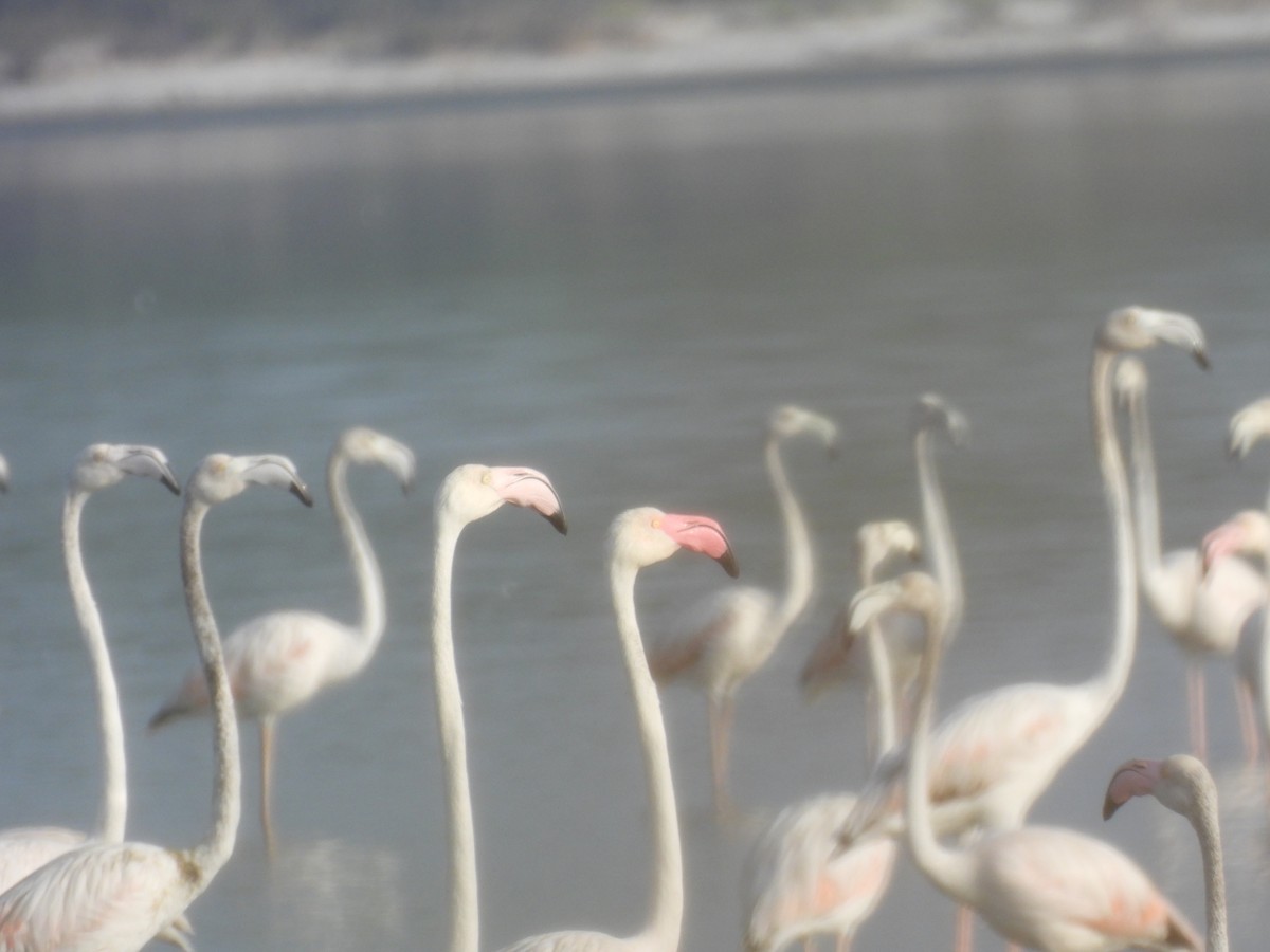 Greater Flamingo - Inuka Abayaratna