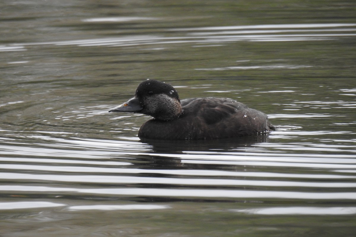 Common Scoter - ML617214328