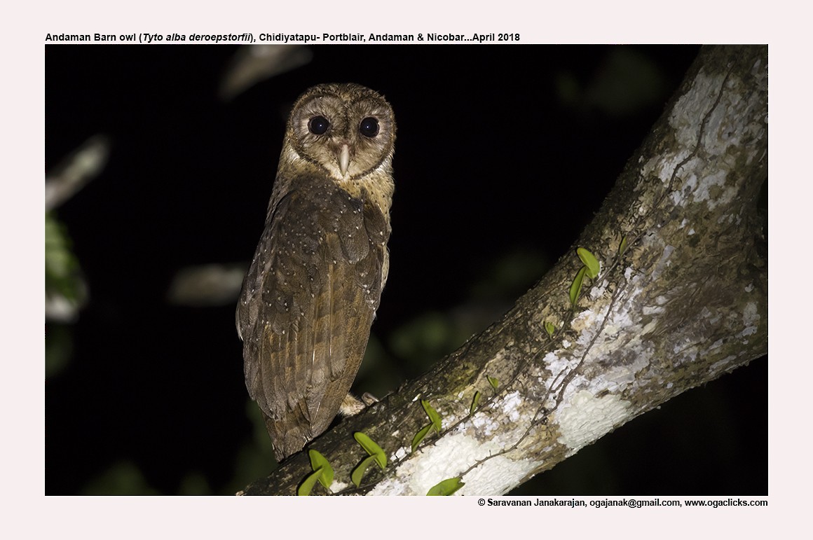 Andaman Masked-Owl - Saravanan Janakarajan