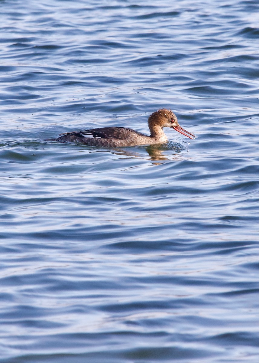 Red-breasted Merganser - ML617214354