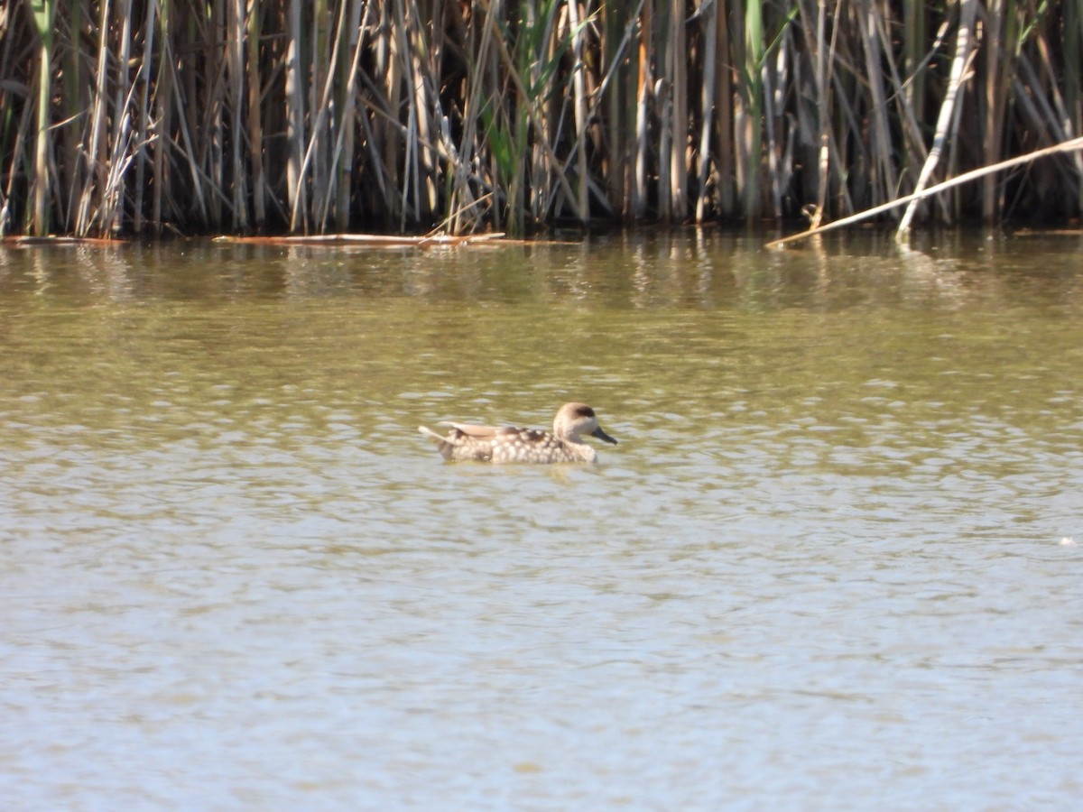 Marbled Duck - Martina Corgnati