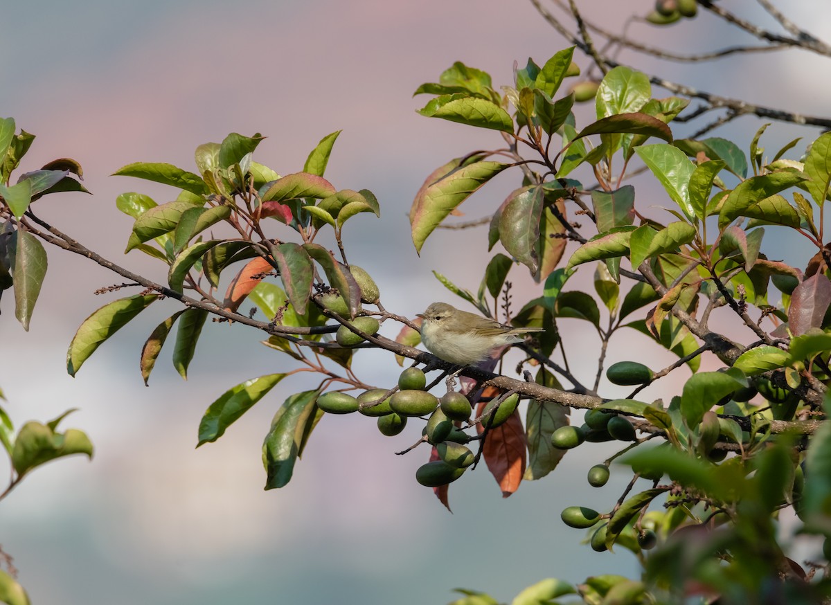 Large-billed Leaf Warbler - ML617214372