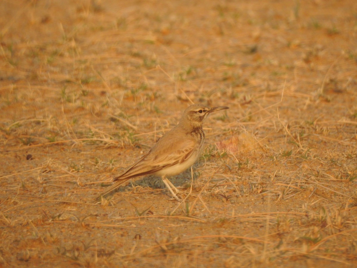 Greater Hoopoe-Lark - ML617214417