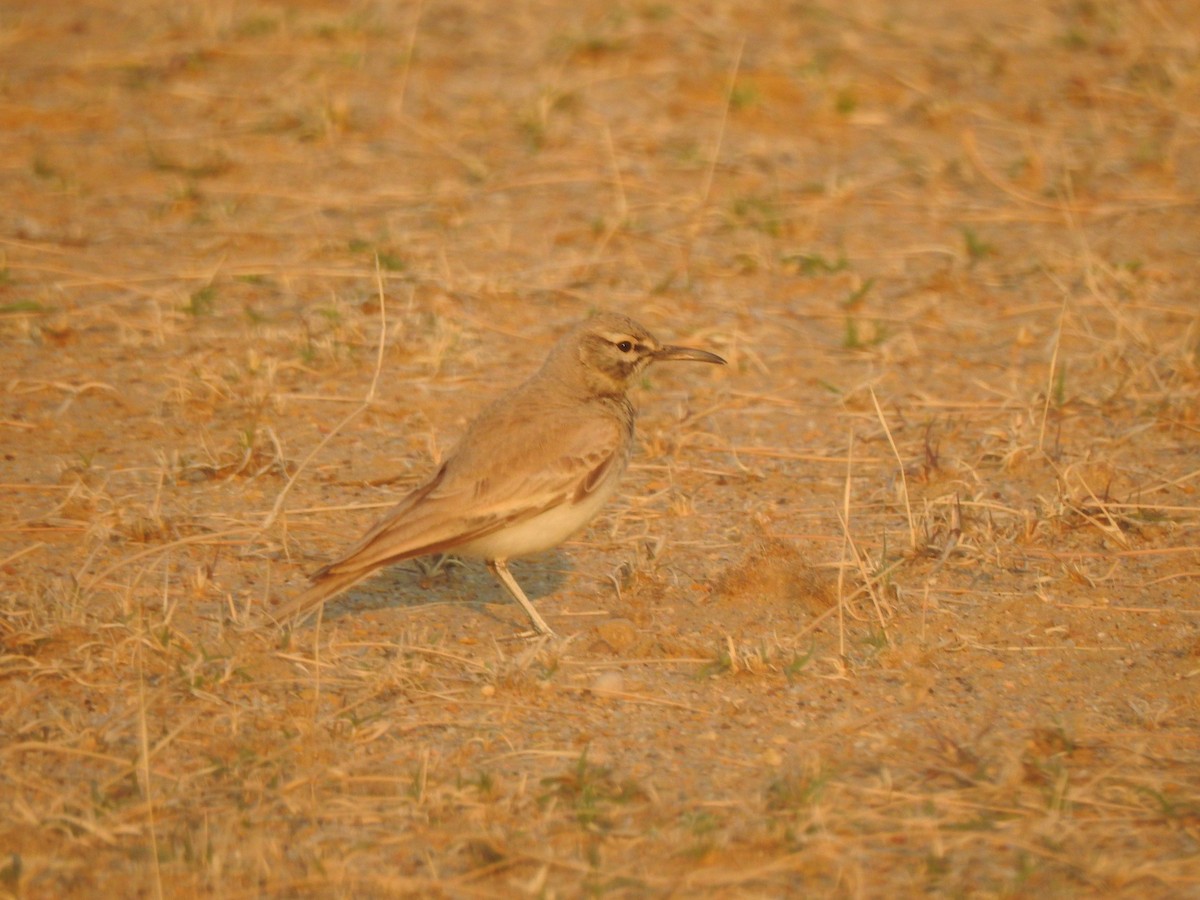 Greater Hoopoe-Lark - ML617214418