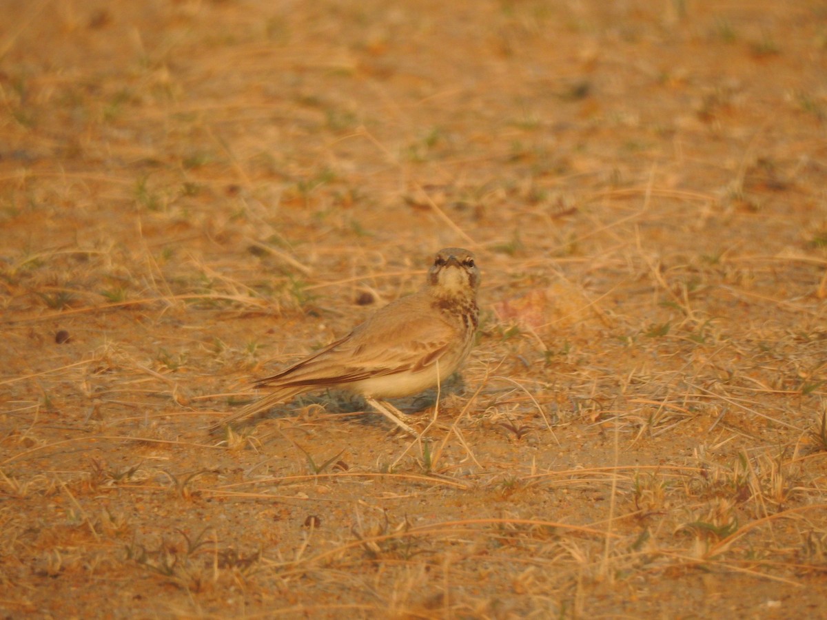 Greater Hoopoe-Lark - ML617214420