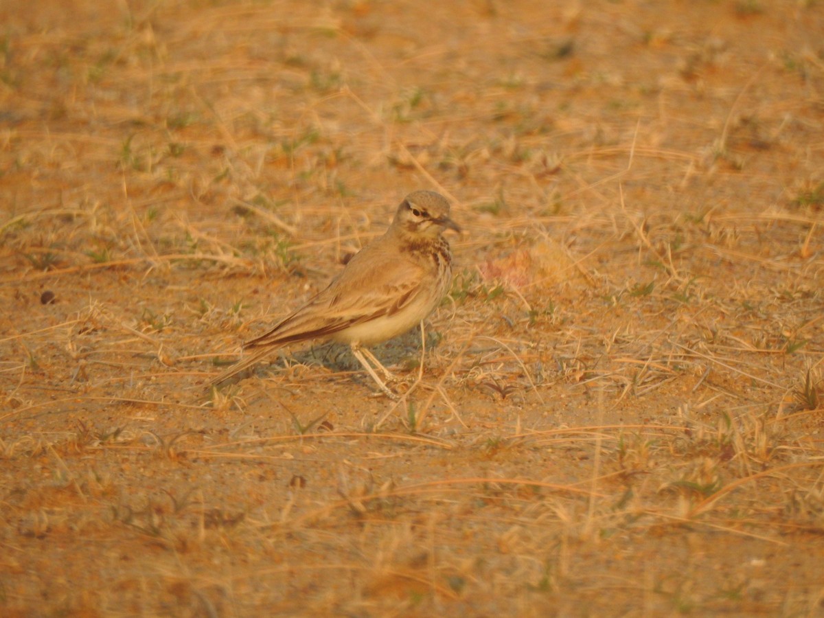 Greater Hoopoe-Lark - ML617214421